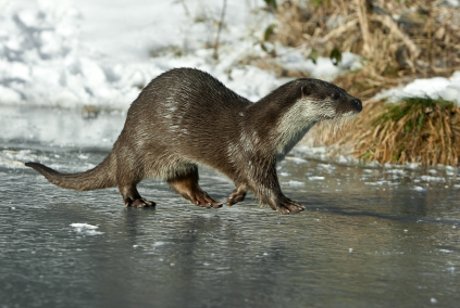 Europäischer Fischotter / Foto: iStockphoto, Andy Gehrig